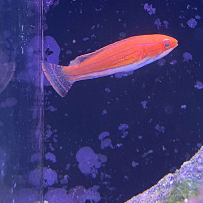 Carpenter's Flasher Wrasse