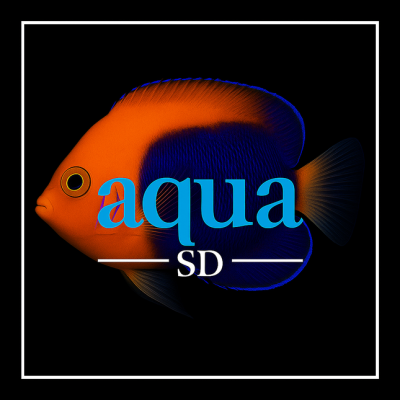 Flameback Angelfish - Centropyge acanthops