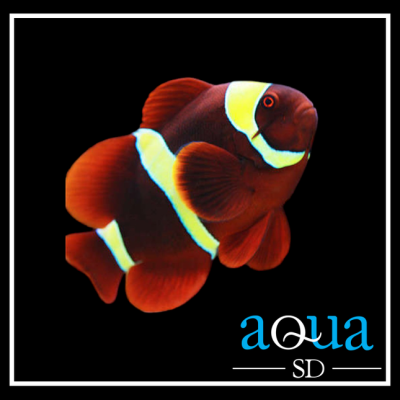 Gold Stripe Maroon Clownfish - Premnas biaculeatus