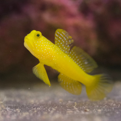 Yellow Watchman Goby (Cryptocentrus cinctus)