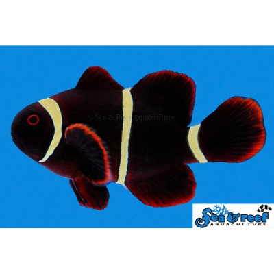 Gold Stripe Maroon Clownfish - Premnas biaculeatus