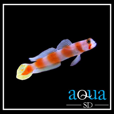 Orange Banded Prawn Goby - Amblyeleotris steinitzi