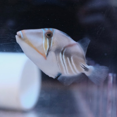 Humu Humu Trigger (Rhinecanthus aculeatus)