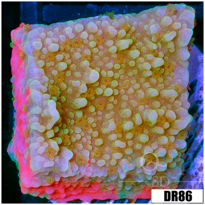 ASD Grafted Monti Cap