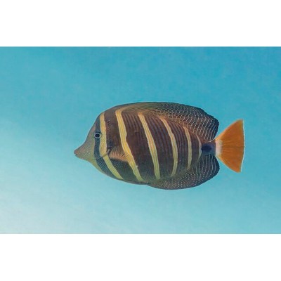 Sailfin tang (Zebrasoma velifer)