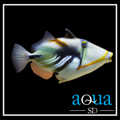 Humu Humu Trigger - (Rhinecanthus aculeatus)