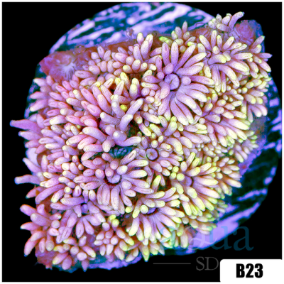 ASD Barbie Goniopora