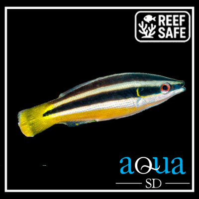 Yellow Tail Cleaner Wrasse - Labroides dimidiatus