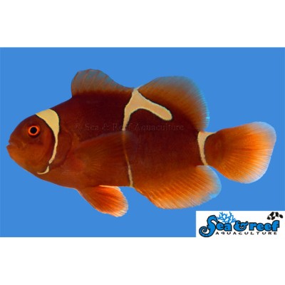 Goldflake Maroon Clownfish - Premnas biaculeatus
