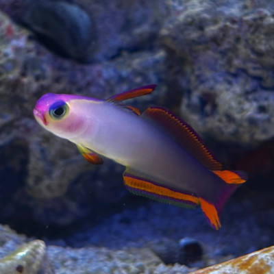 Purple Firefish (Nemateleotris decora)