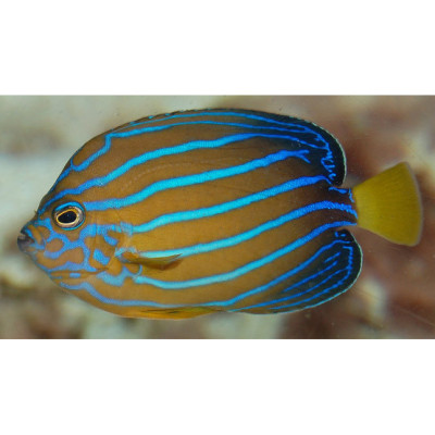 Blue Line Angelfish
