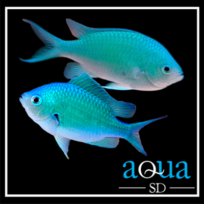 Green Chromis (Chromis viridis)