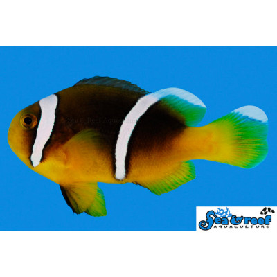 Sebae Clownfish - Amphiprion sebae