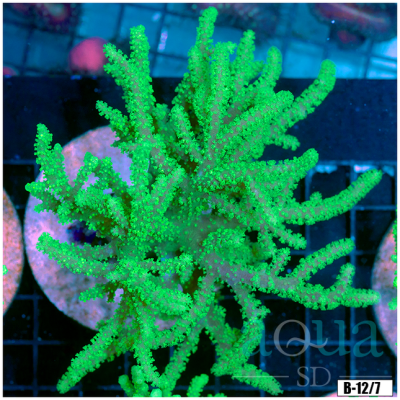 Toxic Sinularia Leather Coral Colony