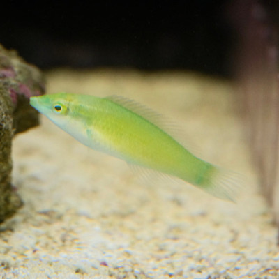 Green Coris Wrasse (Halichoeres chloroptereus)