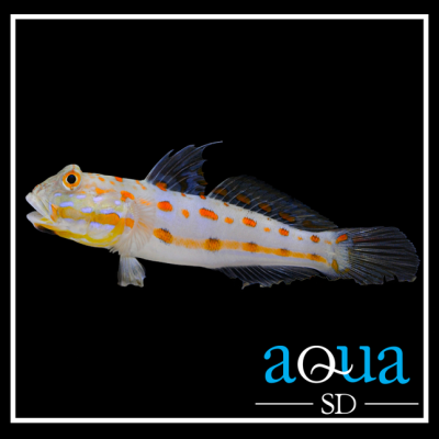 Diamond Watchman Goby - Valenciennea puellaris