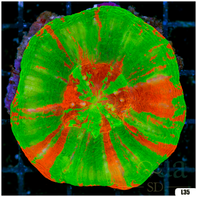 Bleeding Apple Scolymia