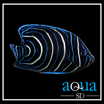 Koran Angel - (Pomacanthus semicirculatus)