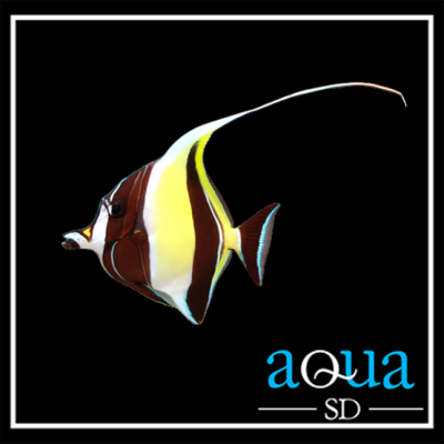 Moorish Idol - Zanclus canescens