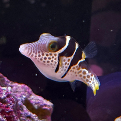 Valentini Puffer (Canthigaster valentini)