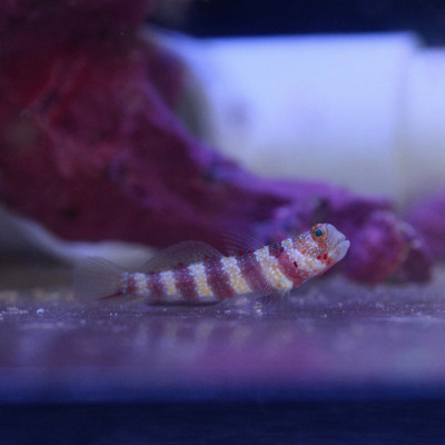 Wheeler's Shrimp Goby