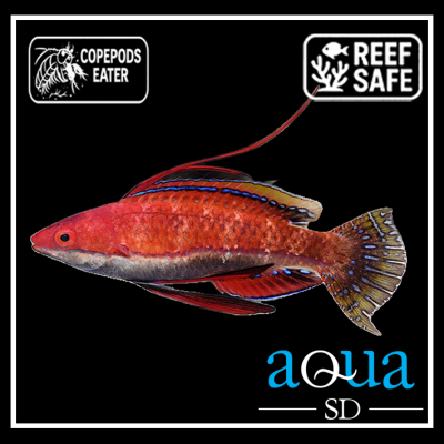 Red Fin Fairy Wrasse - Cirrhilabrus rubriventralis
