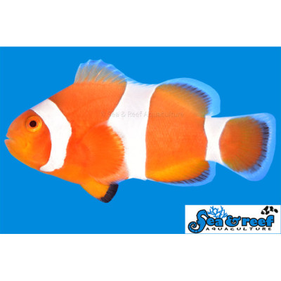 Tangerine Albino Ocellaris Clownfish - Amphiprion ocellaris