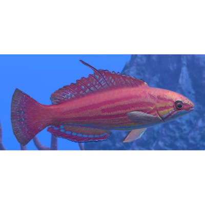 Mccosker's Flasher Wrasse