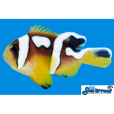 Spotcinctus Clownfish - Amphiprion bicinctus
