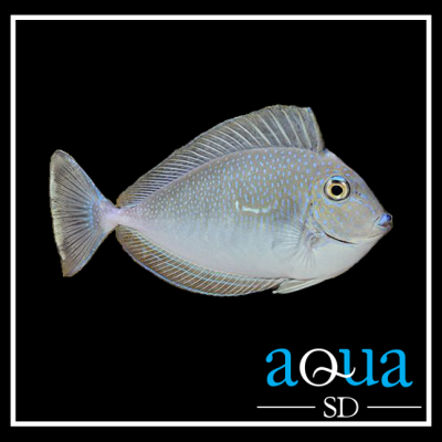 Vlamingii Tang (Naso vlamingii)