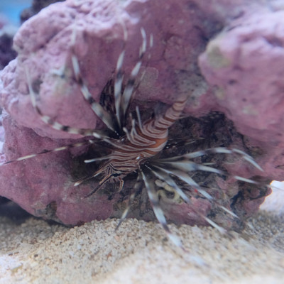 Volitan Lionfish (Pterois Volitans)