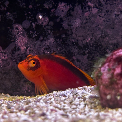 Flame Hawkfish (Neocirrhites armatus)