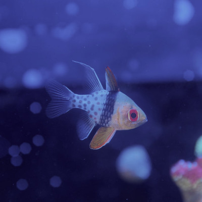 Pajama Cardinalfish (Sphaeramia nematoptera)