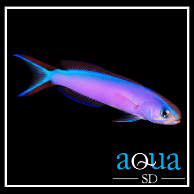 Purple Tilefish - Hoplolatilus purpureus