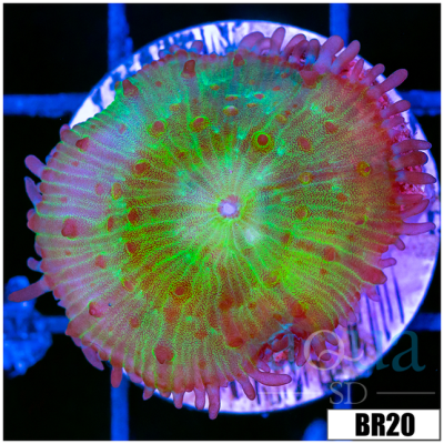 Radioactive Saint Thomas Mushroom