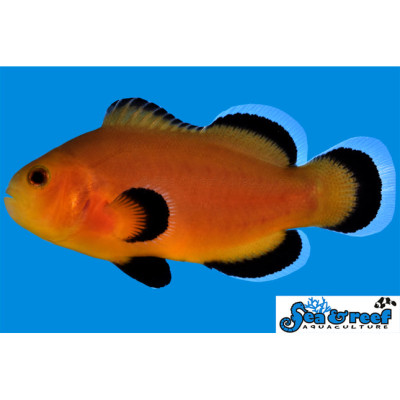 Mochaccino Clownfish - Amphiprion ocellaris