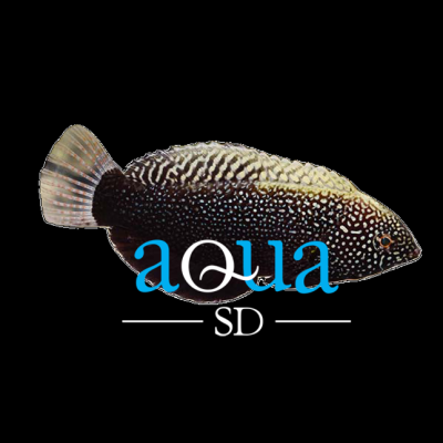 Black Leopard Wrasse