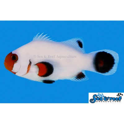 Wyoming White Clownfish - Amphiprion ocellaris