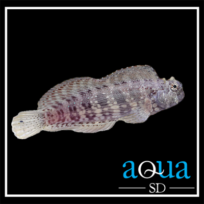 Lawnmower Blenny - Salarias fasciatus