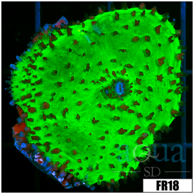 Radioactive Slimeball Mushroom