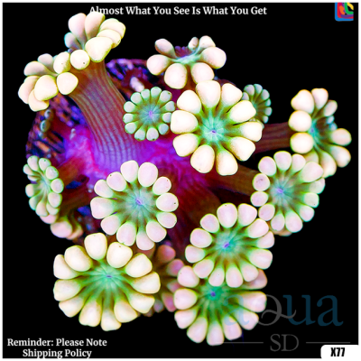 Sweet Aussie Alveopora