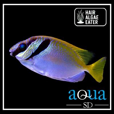 Scribbled Rabbit Fish - Siganus virgatus