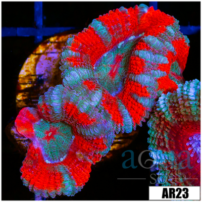 Ultra Peppermint Acan Lord