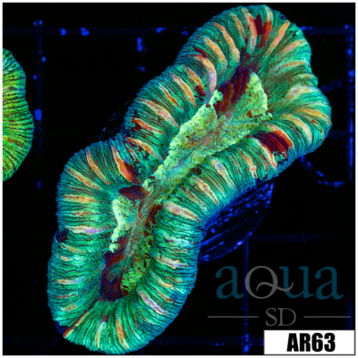 Blood Splatter Toxic Trachy