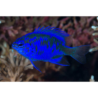 Springeri Damselfish