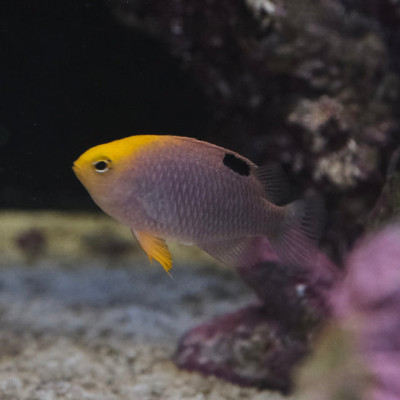 Talbot Damsel (Chrysiptera talboti)