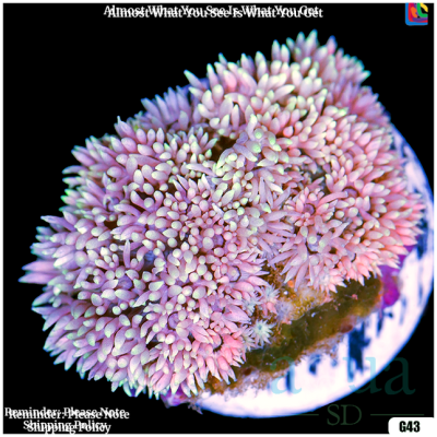 Pink Spark Goniopora