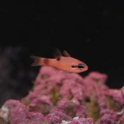 Flame Cardinalfish (Apogon spp.)