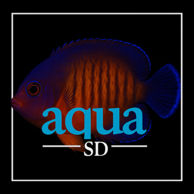 Coral Beauty Angelfish (Centropyge bispinosa)