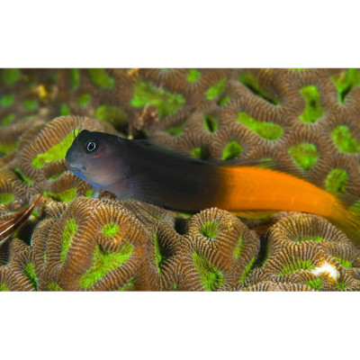 Bicolor Blenny